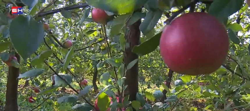 Problemi voćara zbog slabog roda, država ne pomaže