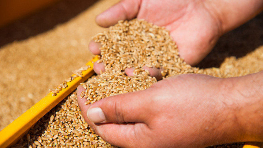 Продаја пшенице на чекању – ратари незадовољни