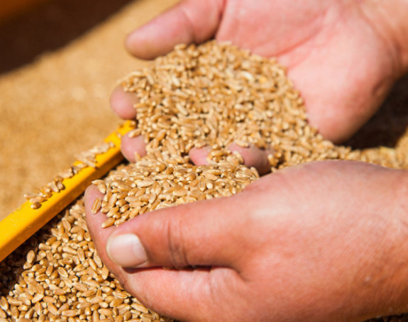 Продаја пшенице на чекању – ратари незадовољни