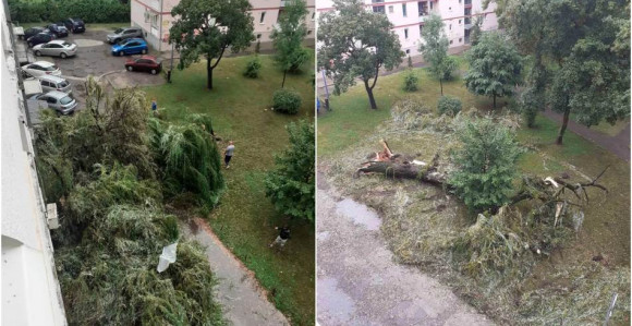 Дрво пало на зграду, оштећени и паркирани аутомобили