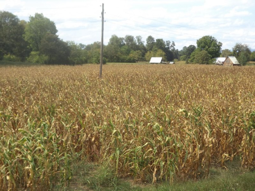 Suša desetkovala rod kukuruza u Lijevče polju