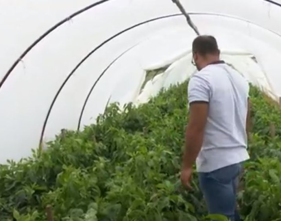 Niske cijene, suša: Kako povrtari u Semberiji opstaju?