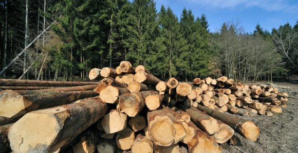 Nijemci u strahu od zime kradu drva