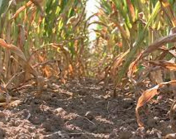 Umanjeni prinosi kukuruza i do 80 odsto