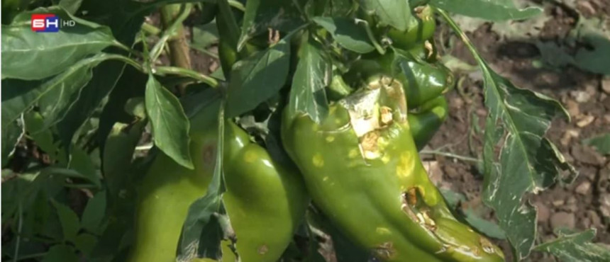 Stradale plantaže paprika, šteta preko 500.000 KM