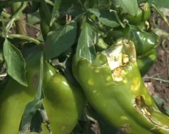 Stradale plantaže paprika, šteta preko 500.000 KM