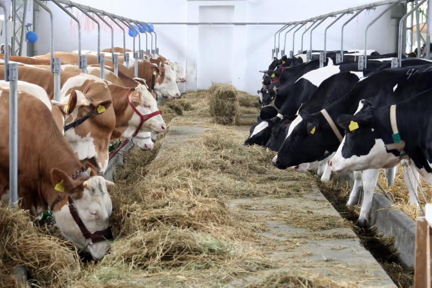 Poskupila hrana za stoku, farme na korak od gašenja