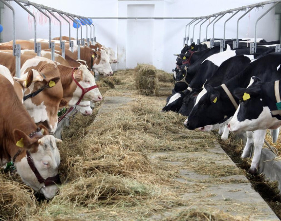 Poskupila hrana za stoku, farme na korak od gašenja