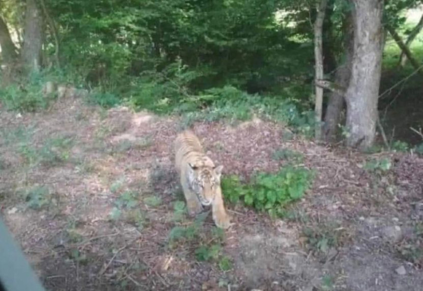 Divlji tigar pobegao iz ukrajinskog zoo vrta, prešao preko granice u Slovačku!