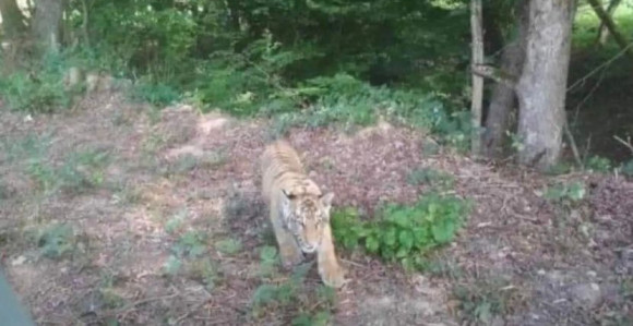 Divlji tigar pobegao iz ukrajinskog zoo vrta, prešao preko granice u Slovačku!