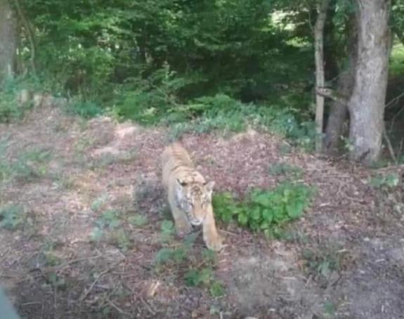 Divlji tigar pobegao iz ukrajinskog zoo vrta, prešao preko granice u Slovačku!