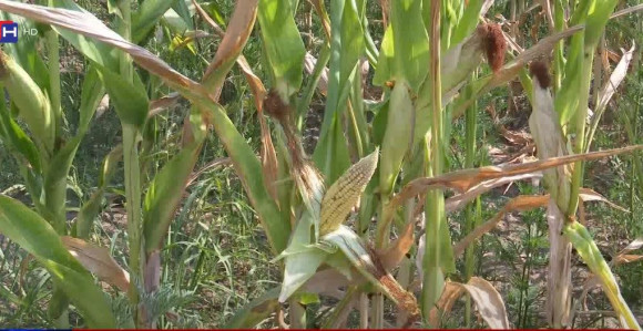 Власт заборавила сељака, уништени усијеви нема помоћи