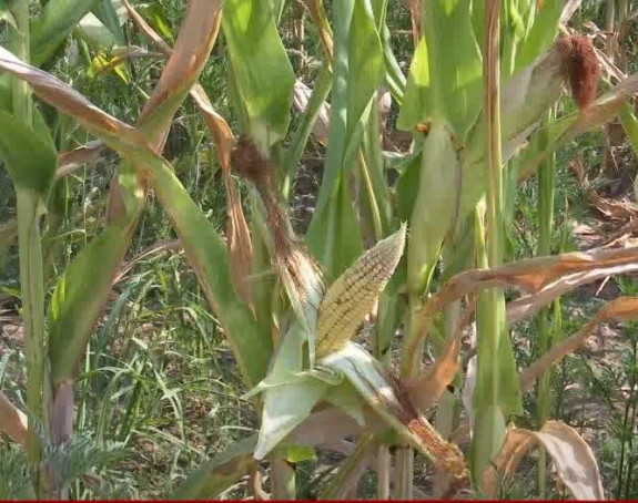 Vlast zaboravila seljaka, uništeni usijevi nema pomoći
