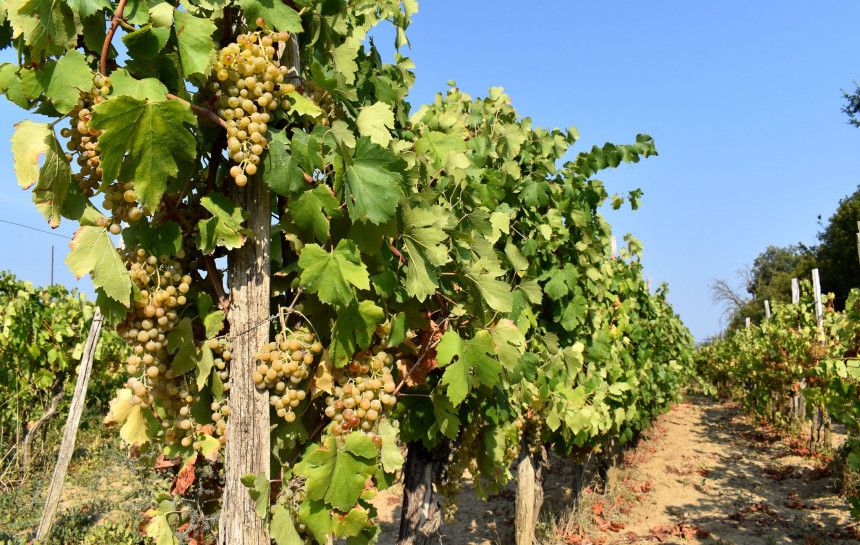 Izuzetna godina za vinogradare, ali i vino će poskupjeti