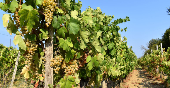 Izuzetna godina za vinogradare, ali i vino će poskupjeti