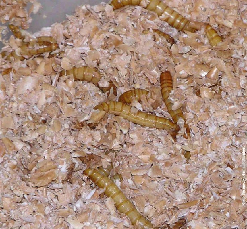 Posle čipsa, u Italiju stiže i keks od brašnastih crva