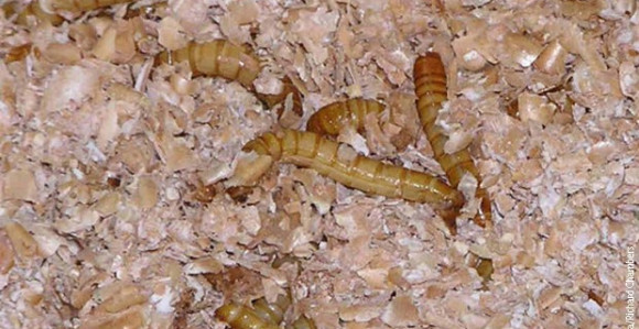 Posle čipsa, u Italiju stiže i keks od brašnastih crva