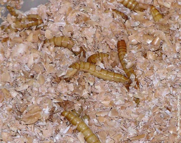 Posle čipsa, u Italiju stiže i keks od brašnastih crva