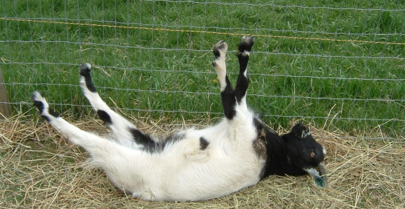 Da li ste čuli za koze koje padaju u nesvest!?