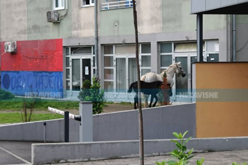 Необичан призор у Бањалуци, коњи лутају Старчевицом