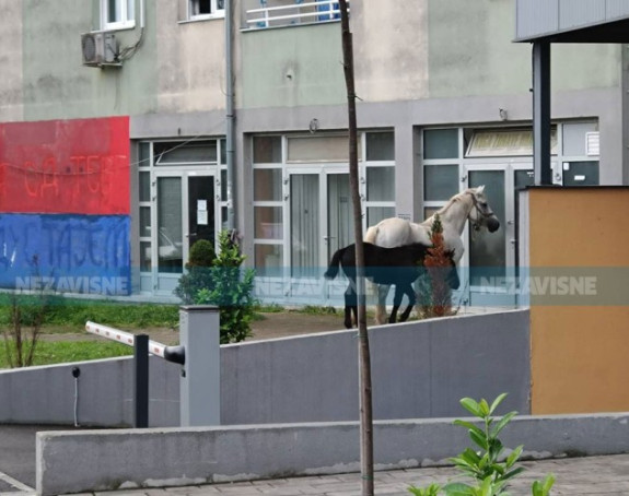 Neobičan prizor u Banjaluci, konji lutaju Starčevicom