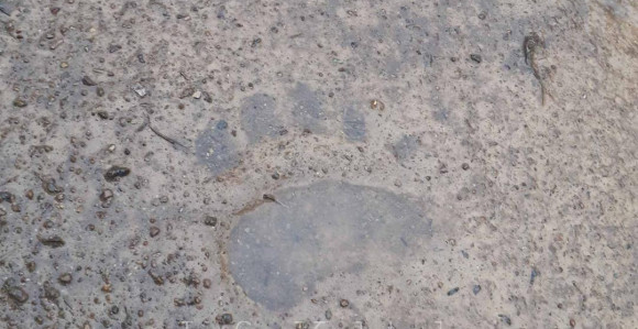 Prijedor: Medvjed upao u tor i zaklao četiri ovce