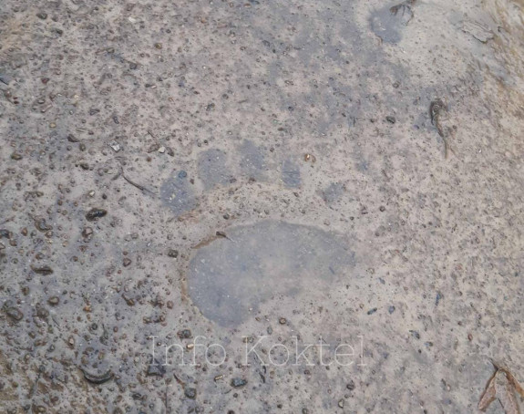 Prijedor: Medvjed upao u tor i zaklao četiri ovce