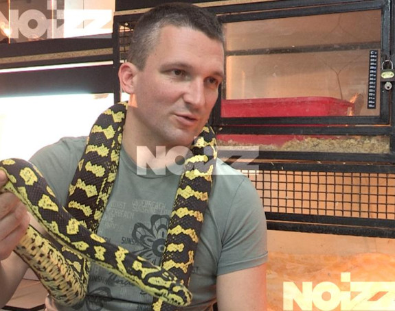 U jednom beogradskom podrumu živi 400 zmija