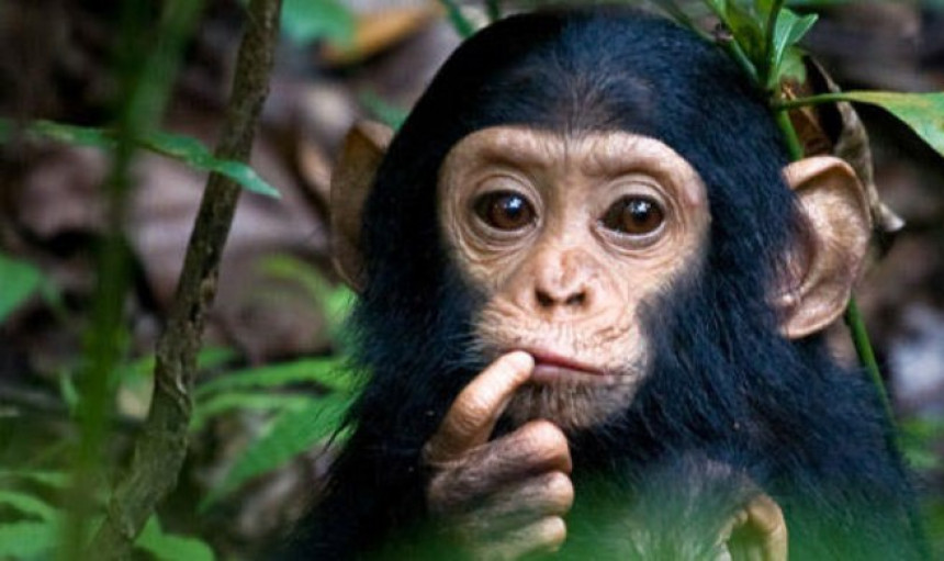 У Конгу киднаповали три бебе шимпанзе сада траже откуп!