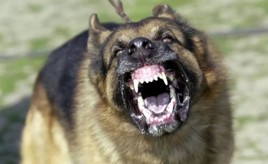 Ужас у Бањалуци: Дијете неколико пута угризао пас