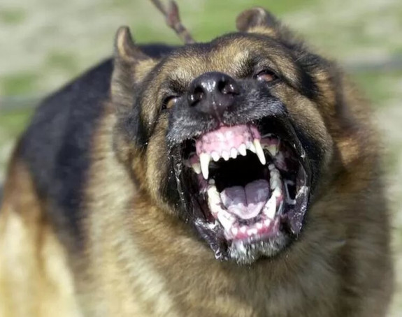 Ужас у Бањалуци: Дијете неколико пута угризао пас