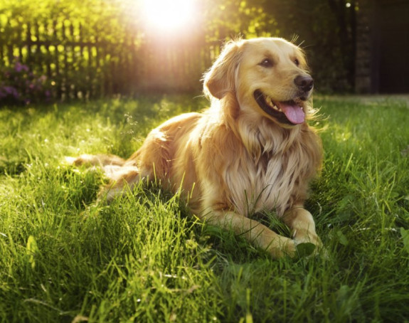 Porodica pretvorila mrtvog psa zlatnog retrivera u prostirku!