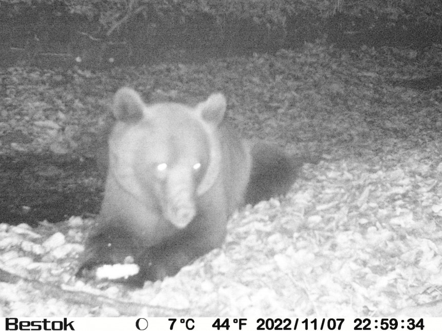 Ловачка камера снимила медвједа, погледајте гдје