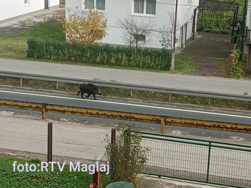 Divlja svinja udarala u automobile, nasrtala na ljude