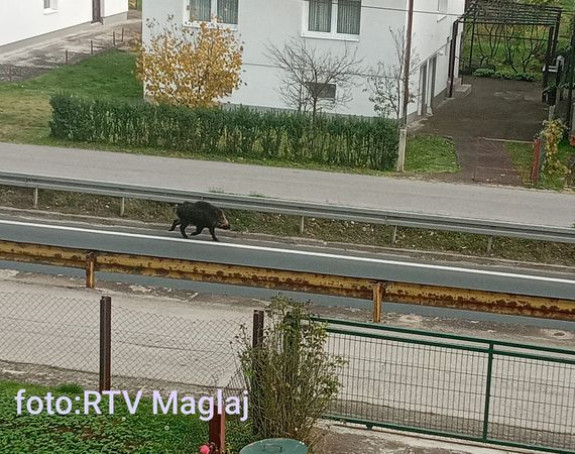 Divlja svinja udarala u automobile, nasrtala na ljude