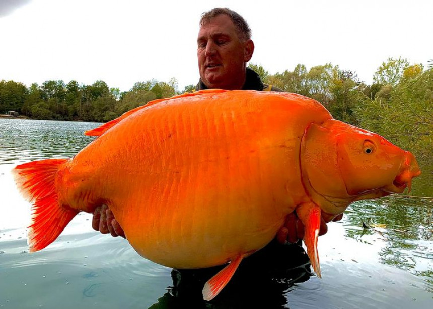 Britanac upecao najveću “zlatnu ribicu” od 30 kg!