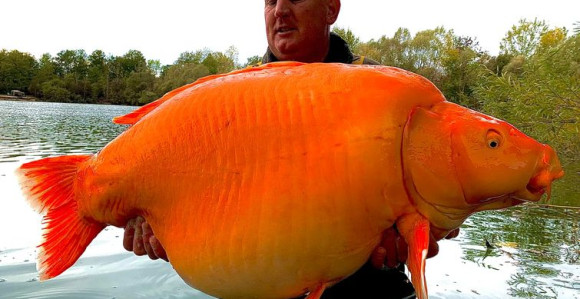 Britanac upecao najveću “zlatnu ribicu” od 30 kg!