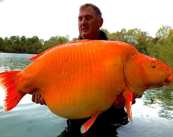 Britanac upecao najveću “zlatnu ribicu” od 30 kg!