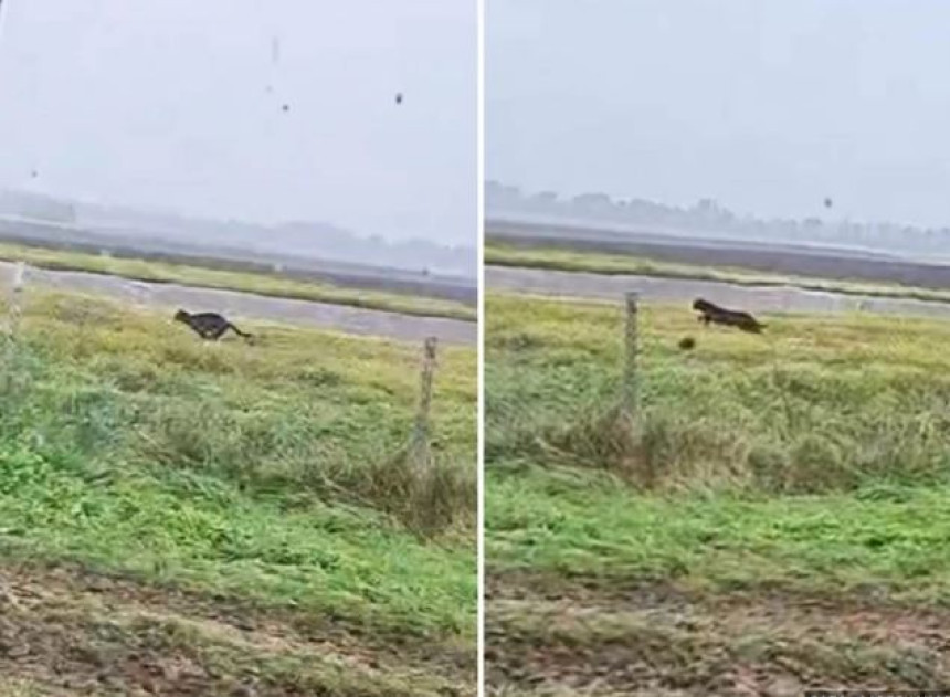 Novi snimak predatora opet podigao prašinu