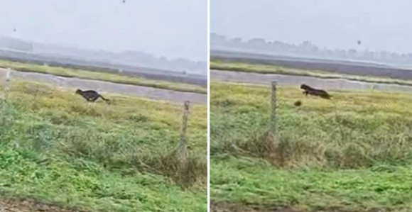 Novi snimak predatora opet podigao prašinu