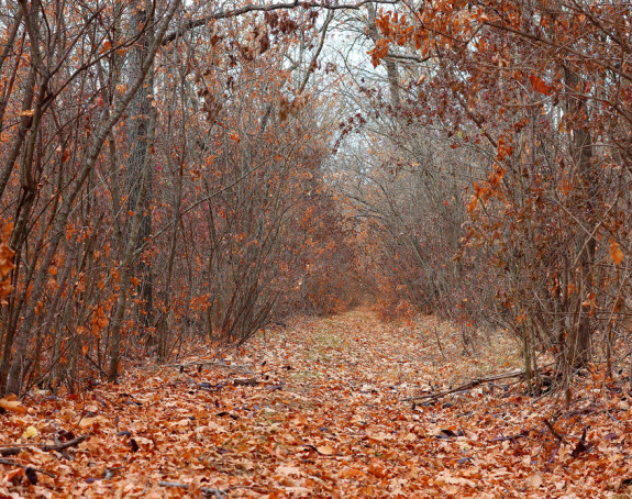 Danas oblačno i hladno, uveče slaba kiša