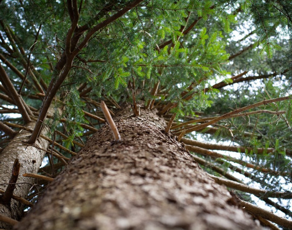 Национални паркови Српске незаконито сијеку шуму