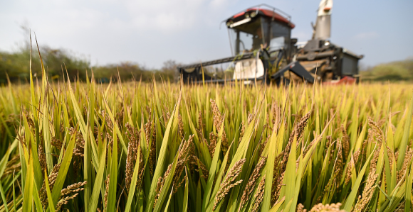 Moguće zaustaviti klijanje žitarica prije žetve