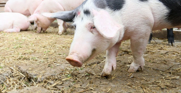 Cijene prasića u Srpskoj pred praznike sve veće