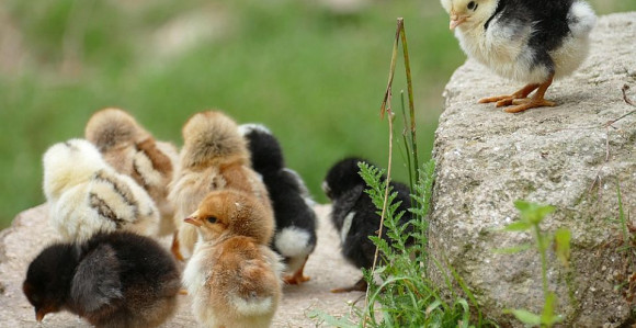 Požar na farmi kod Varvarina, stradalo 10.000 pilića