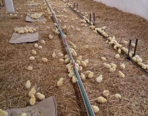 Zbog troškova zatvoreno 30% živinarskih firmi