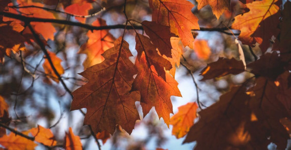 Danas sunčano, temperatura i do 18 stepeni