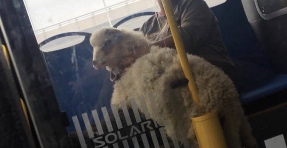 Ovo se ne viđa svaki dan u gradskom prevozu