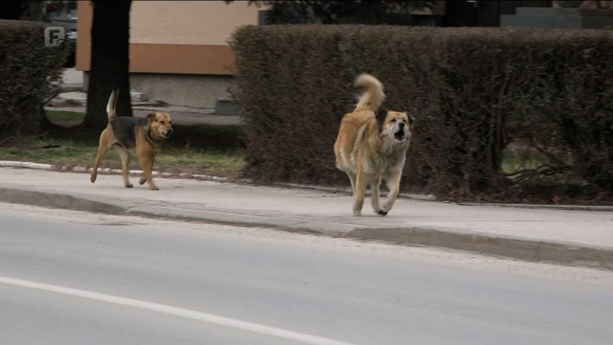 Banjaluka: Pas se otrgnuo sa lanca i napao djecu