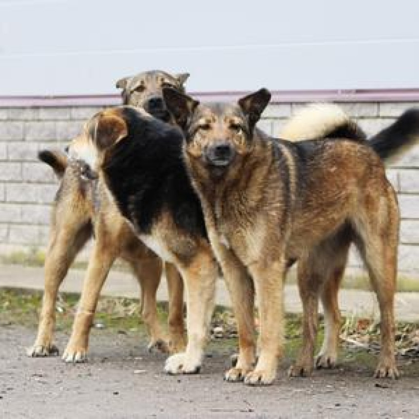 Čovjek preminuo nakon što su ga izujedali psi